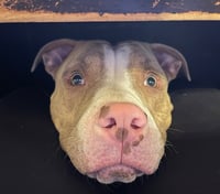 Maximus - Photo 6