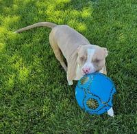 Maximus - Photo 3