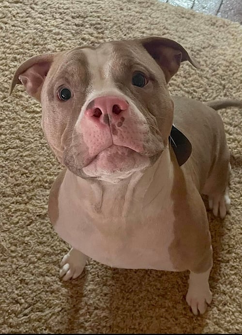 MAXIMUS - American Pit Bull Terrier available for adoption