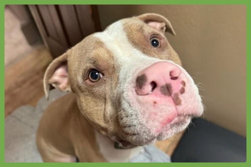 MAXIMUS - American Pit Bull Terrier available for adoption