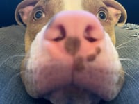 Maximus - Photo 9