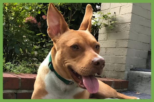 JASMINE - American Staffordshire Terrier / German Shepherd Dog available for adoption