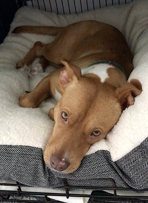 JASMINE - American Staffordshire Terrier / German Shepherd Dog available for adoption