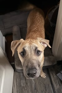 Archie - Photo 5