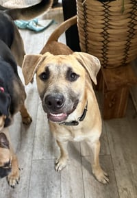 Archie - Photo 3
