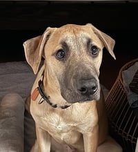 Archie - Photo 2