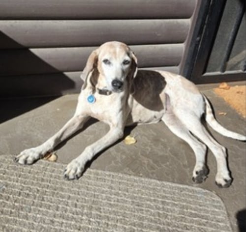 PUMPKIN SPICE - Coonhound available for adoption