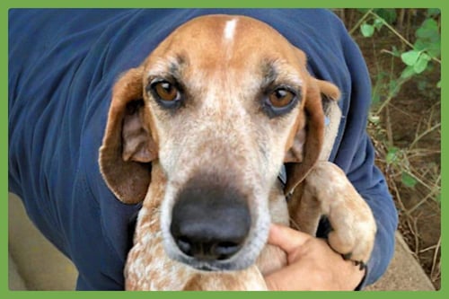 PUMPKIN SPICE - Coonhound available for adoption