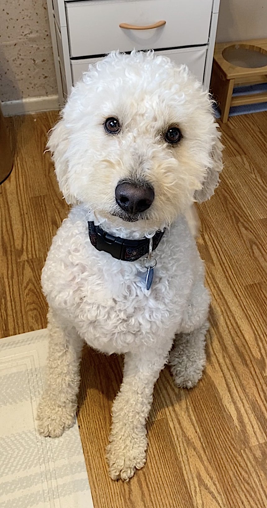 TEDDY - Poodle (Miniature) / Australian Shepherd available for adoption