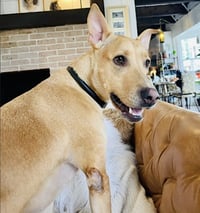 Hattie - Photo 10