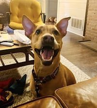 Hattie - Photo 8