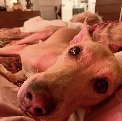 HATTIE - Labrador Retriever / Carolina Dog available for adoption
