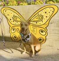 Hattie - Photo 3