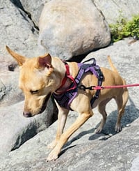 Hattie - Photo 11