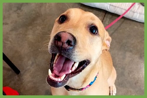 HATTIE - Labrador Retriever / Carolina Dog available for adoption