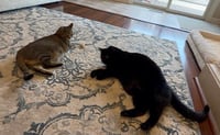 Cole and Fudge Ripple - Photo 4