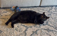Cole and Fudge Ripple - Photo 5