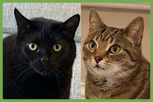 COLE AND FUDGE RIPPLE - Domestic Short Hair available for adoption