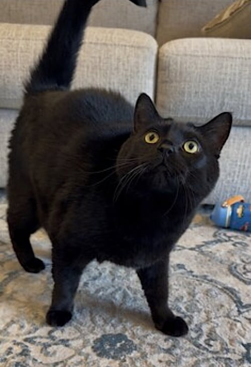 COLE AND FUDGE RIPPLE - Domestic Short Hair available for adoption