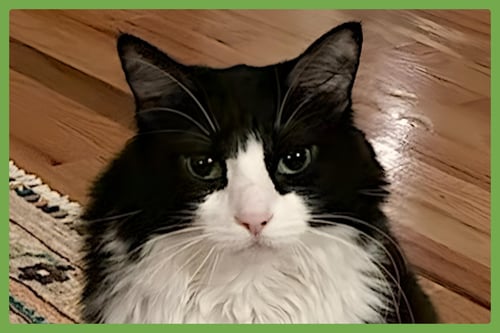 ROSEY - Domestic Medium Hair available for adoption