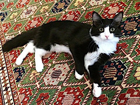 ROSEY - Domestic Medium Hair available for adoption
