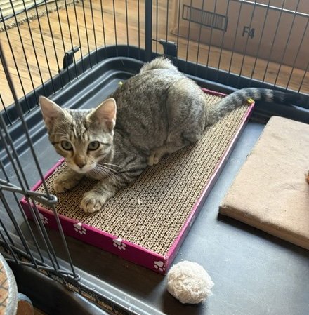 BELLA BELLA - Domestic Short Hair available for adoption