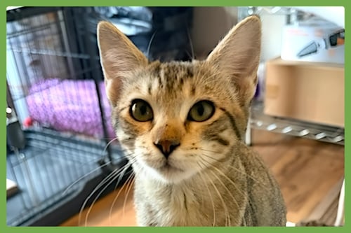 BELLA BELLA - Domestic Short Hair available for adoption