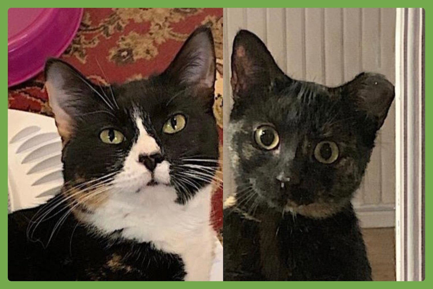 MOMMA BEAR AND BABY BEAR - Domestic Short Hair available for adoption