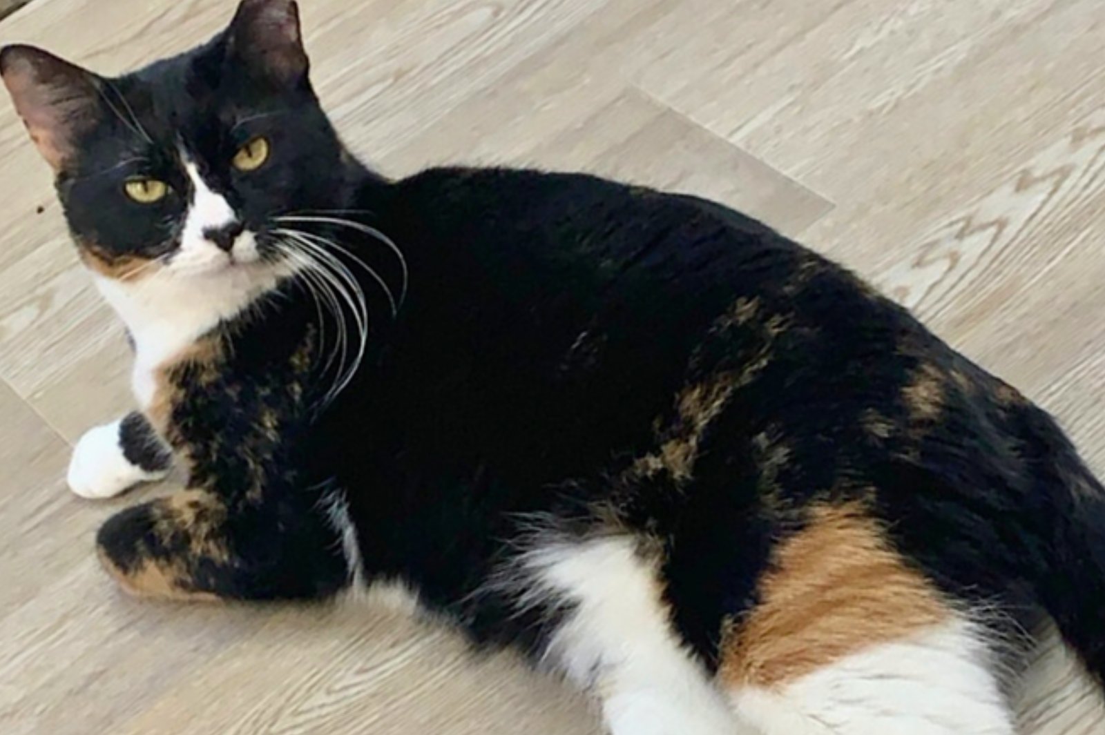 MOMMA BEAR AND BABY BEAR - Domestic Short Hair available for adoption