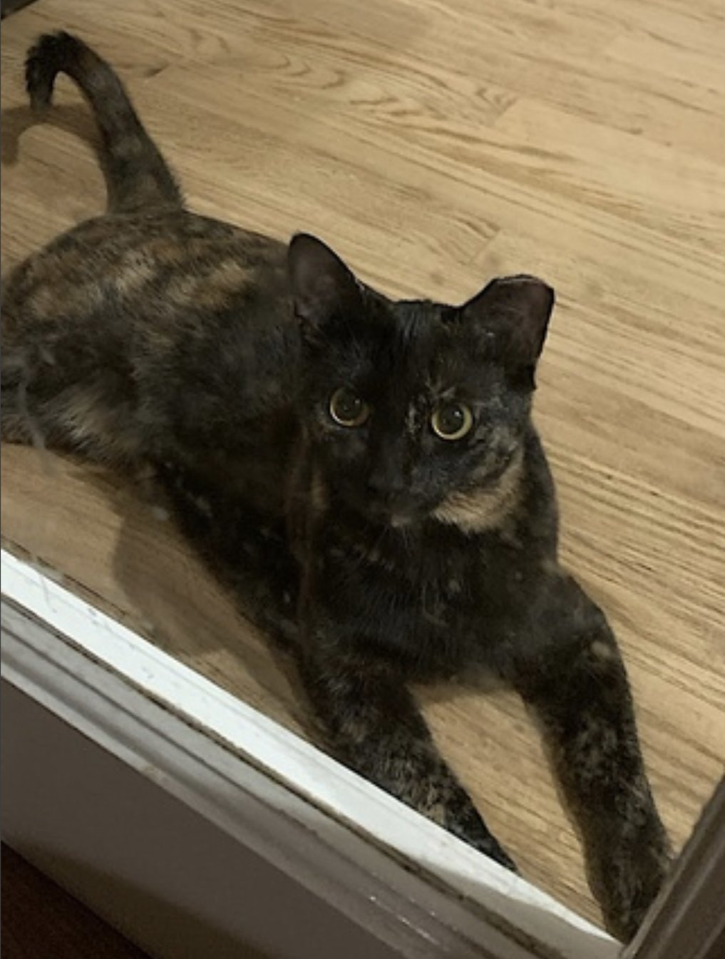 Momma Bear and Baby Bear - Photo 3