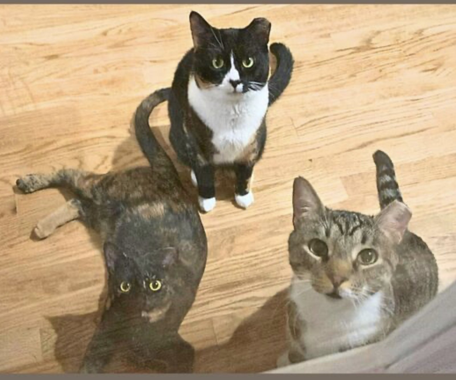 Momma Bear and Baby Bear - Photo 4