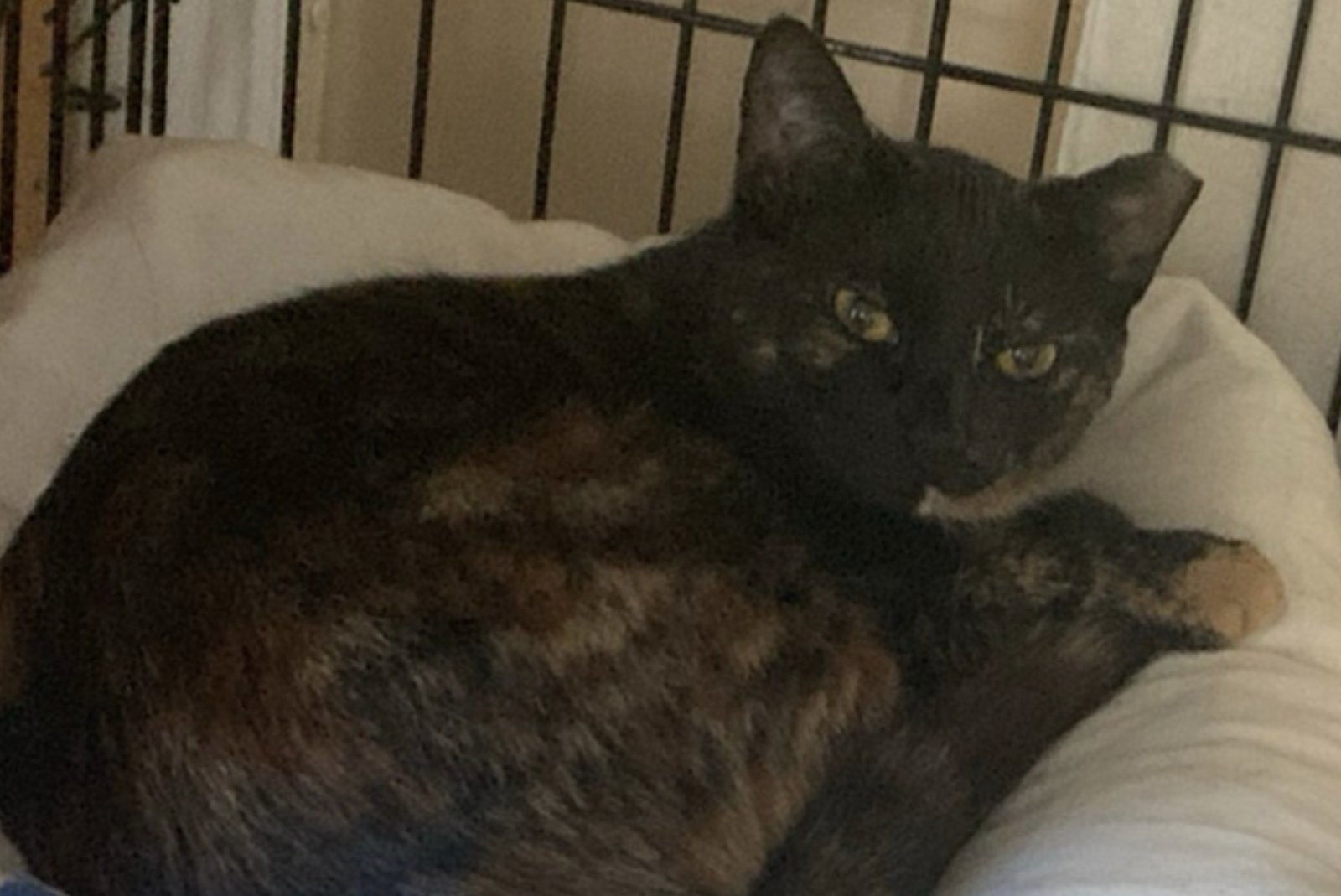 Momma Bear and Baby Bear - Photo 6