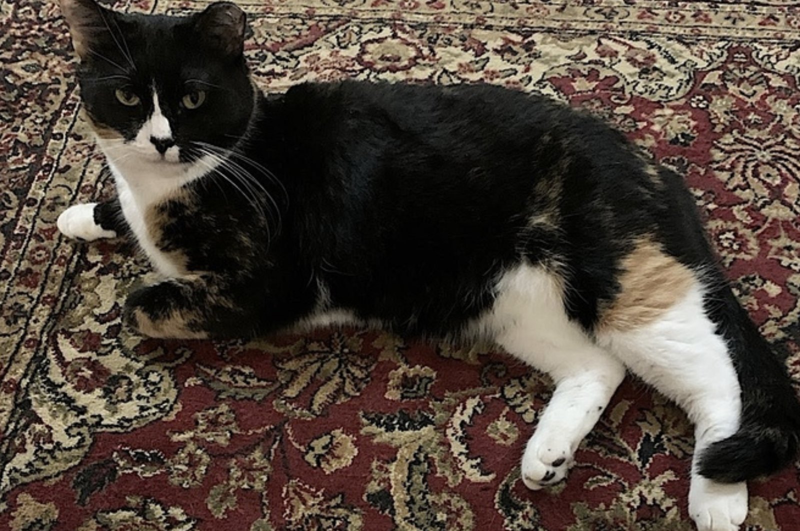 Momma Bear and Baby Bear - Photo 7