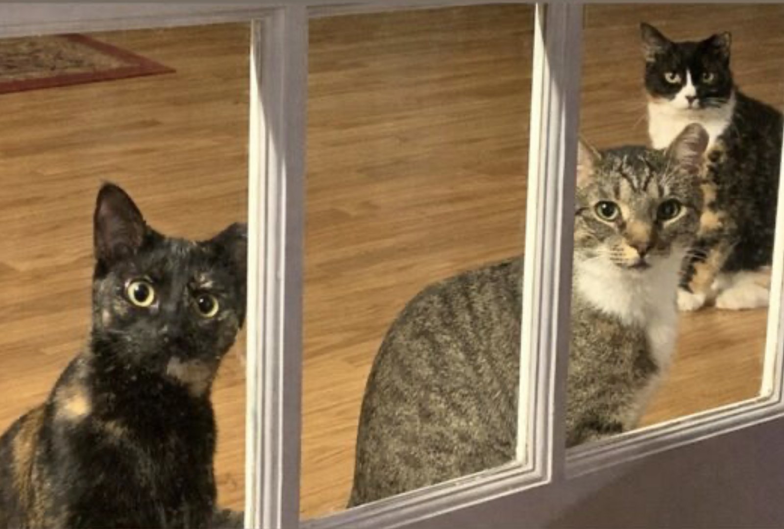 Momma Bear and Baby Bear - Photo 8