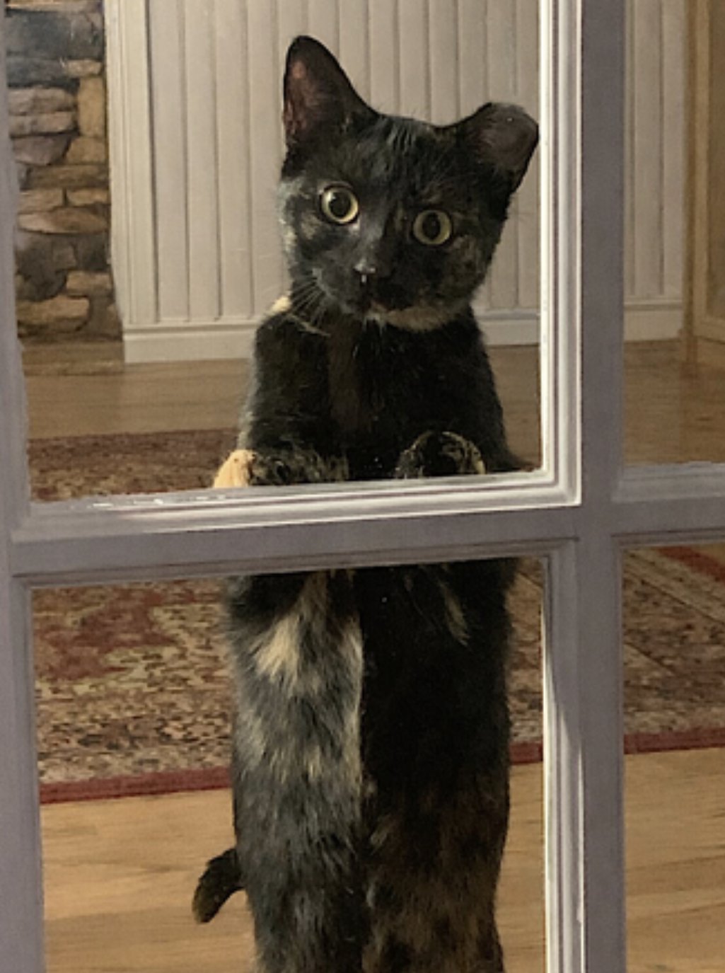 Momma Bear and Baby Bear - Photo 9