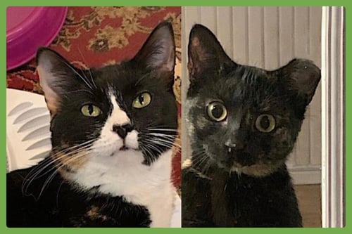 MOMMA BEAR AND BABY BEAR - Domestic Short Hair available for adoption