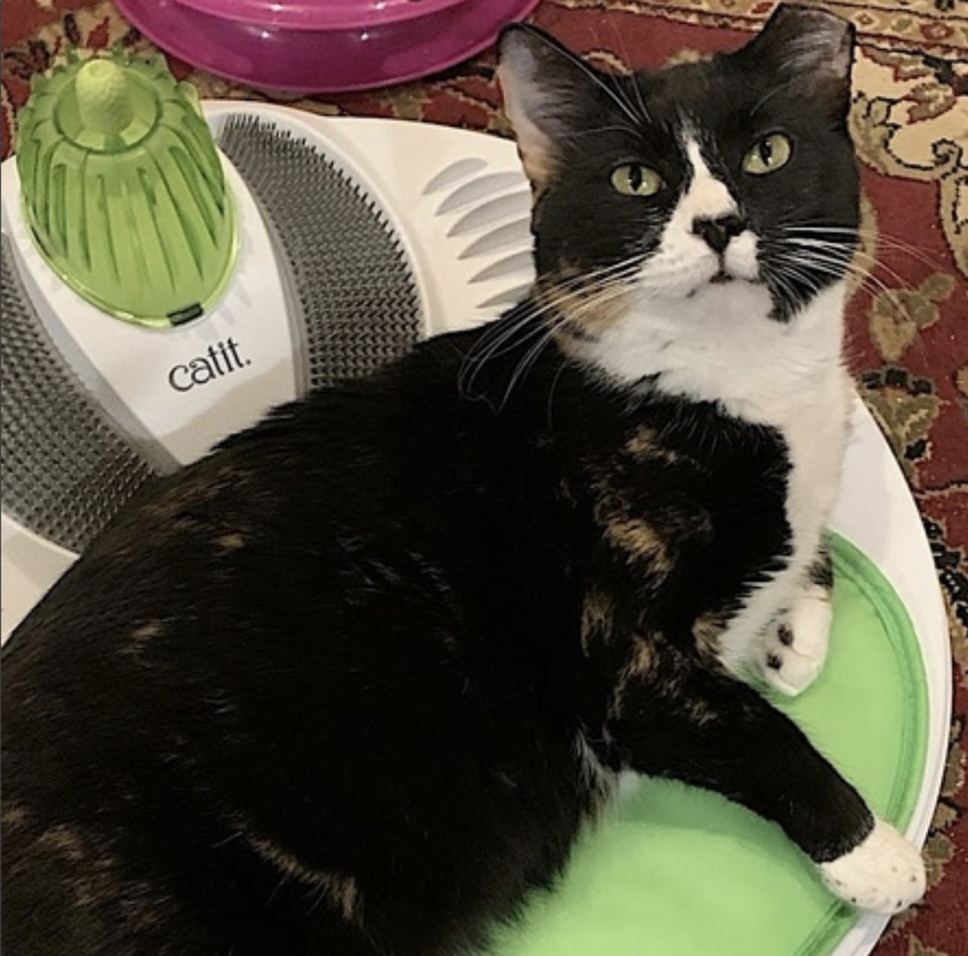 Momma Bear and Baby Bear - Photo 10