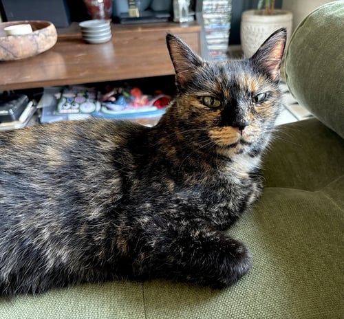 ADELINE - Domestic Short Hair available for adoption