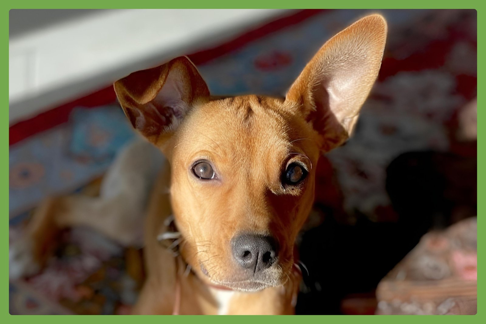 DAPHNE - Chihuahua / Shepherd available for adoption