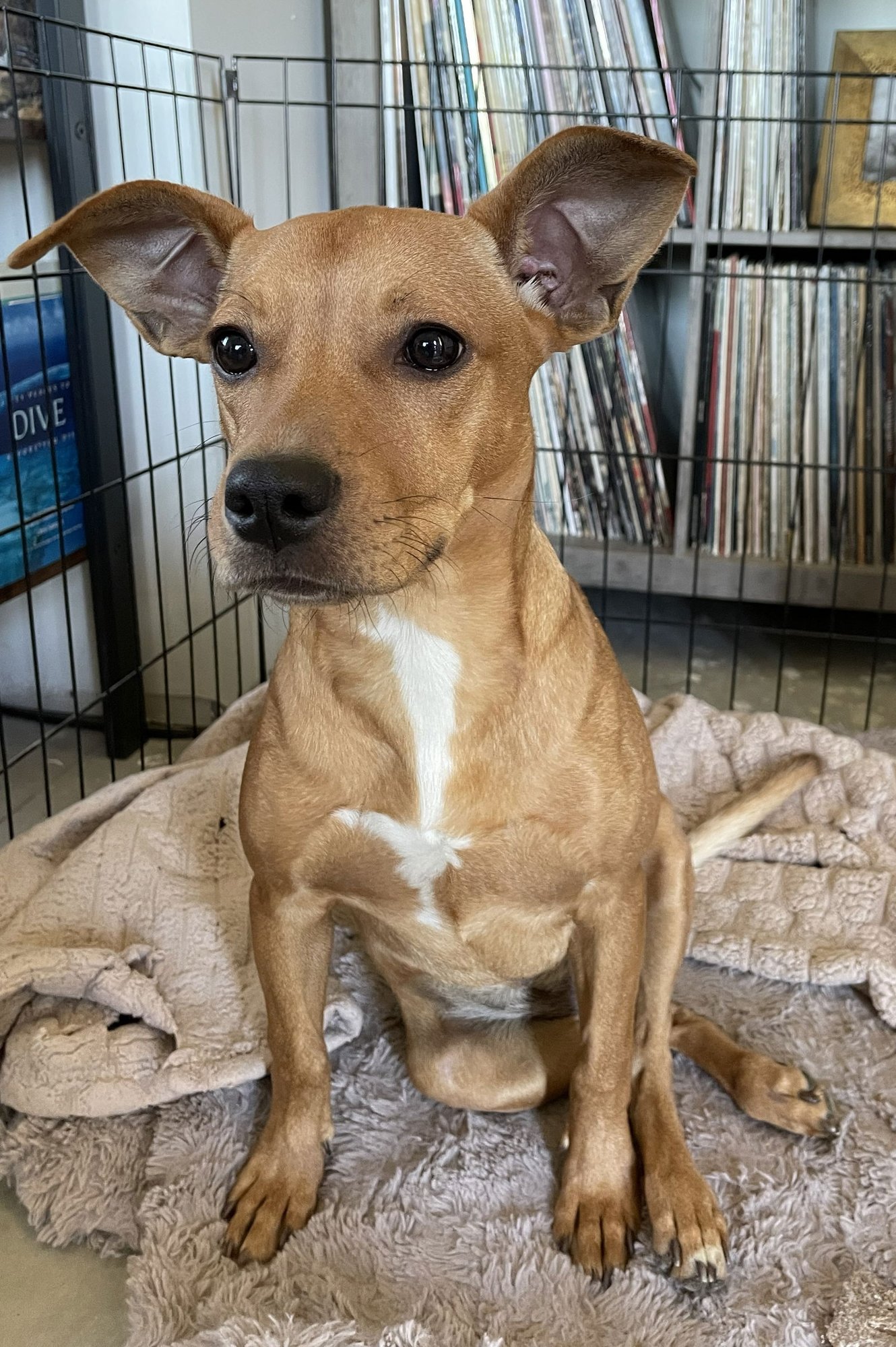 DAPHNE - Chihuahua / Shepherd available for adoption