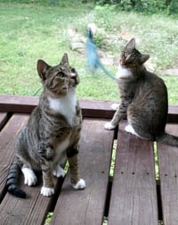Chalky and Rusti - Photo 2