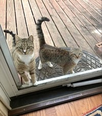 Chalky and Rusti - Photo 8
