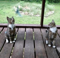 Chalky and Rusti - Photo 6