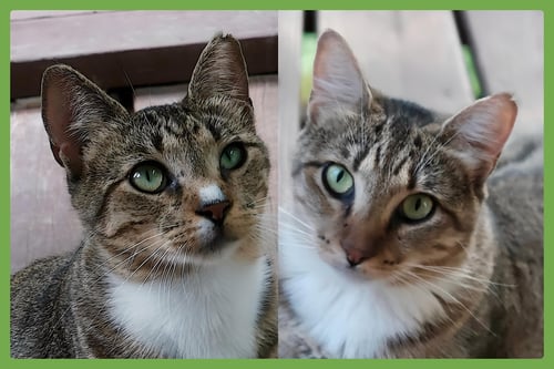 CHALKY AND RUSTI - Domestic Short Hair available for adoption