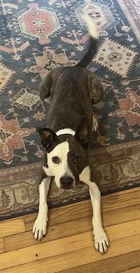 Penny - Photo 3