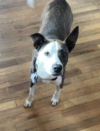 Penny - Photo 7