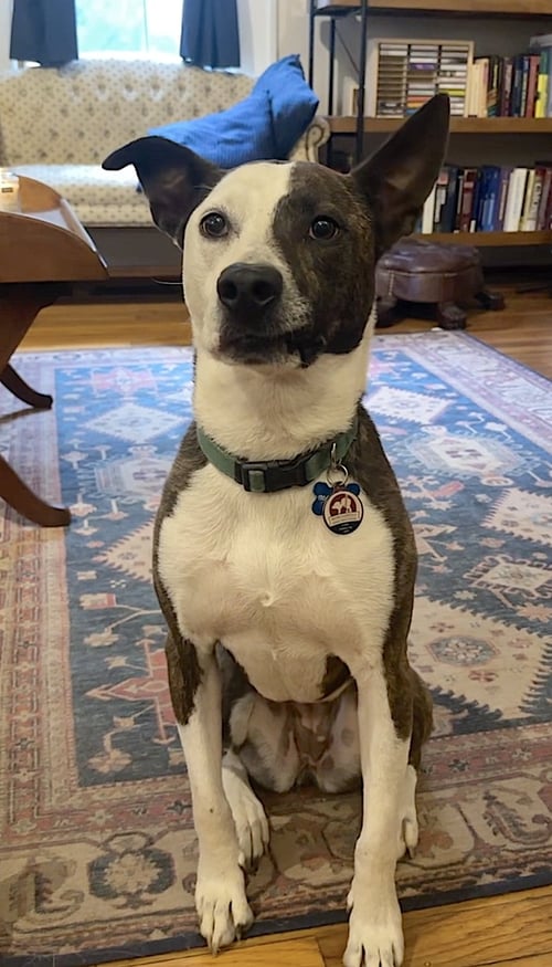 PENNY - American Pit Bull Terrier / American Staffordshire Terrier available for adoption