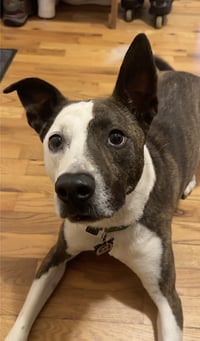 Penny - Photo 8
