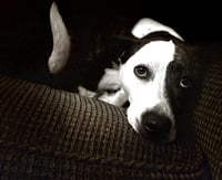 Penny - Photo 5