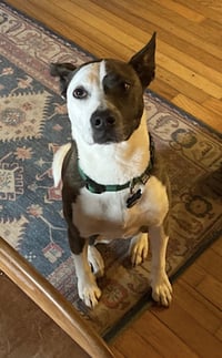 Penny - Photo 6